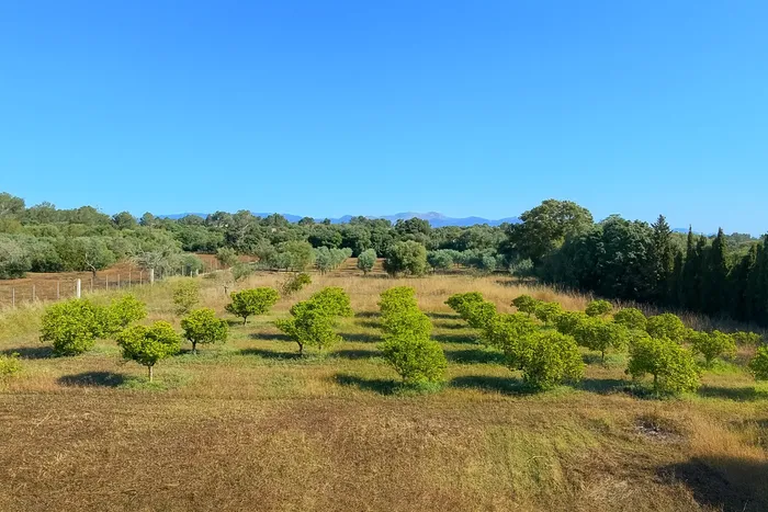 Finca rústica en Algaida — foto 19